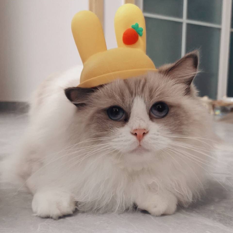 夏目的猫咪老师