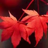 虚名