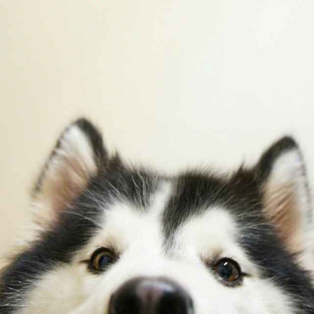 把猫耳朵翻过来