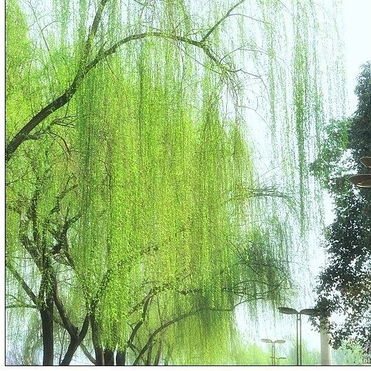 用戶頭像