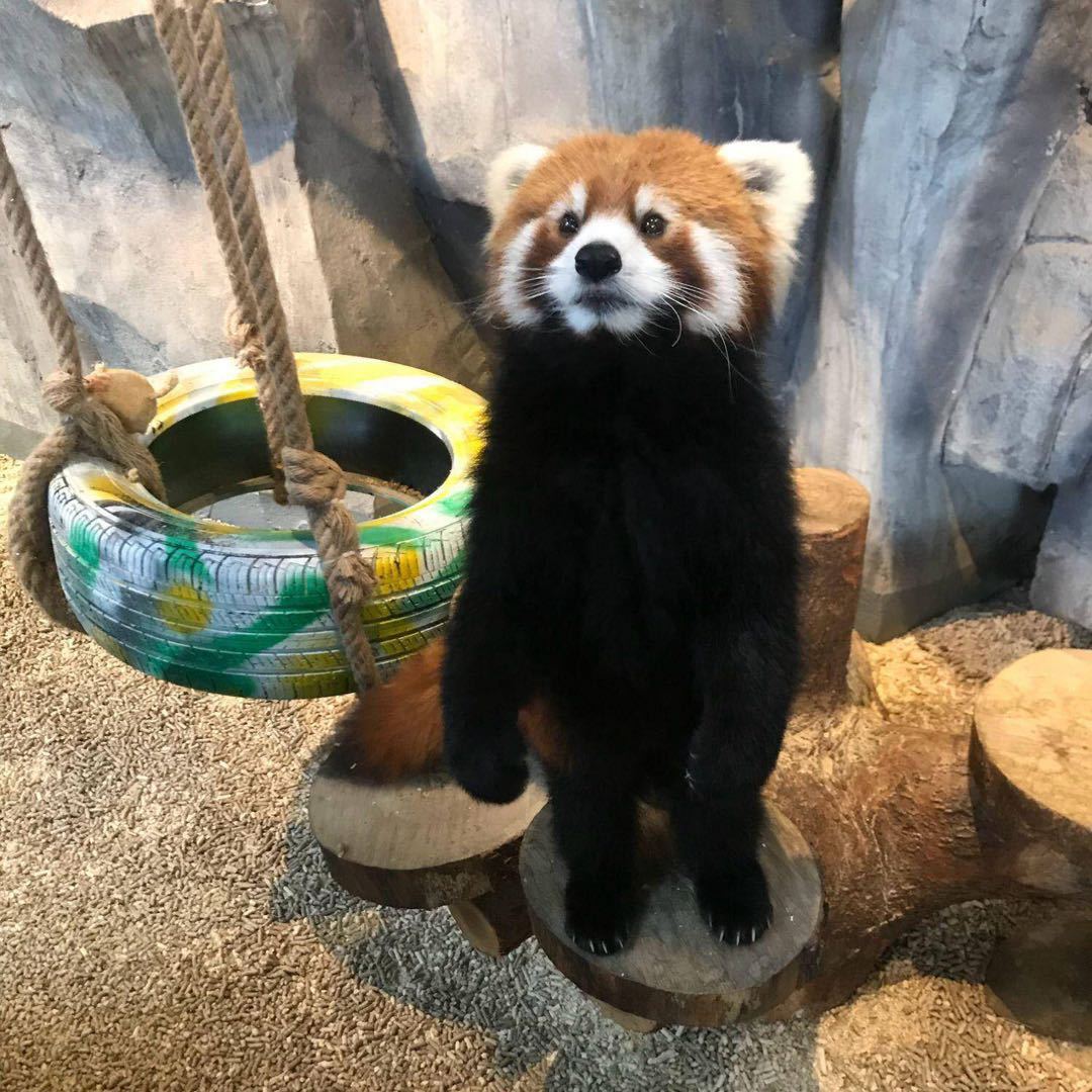 飞飞