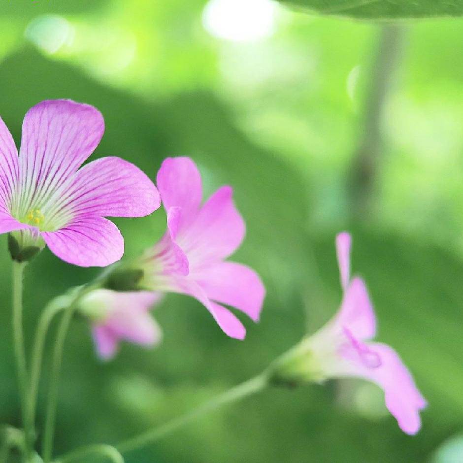 送你🌸🌸