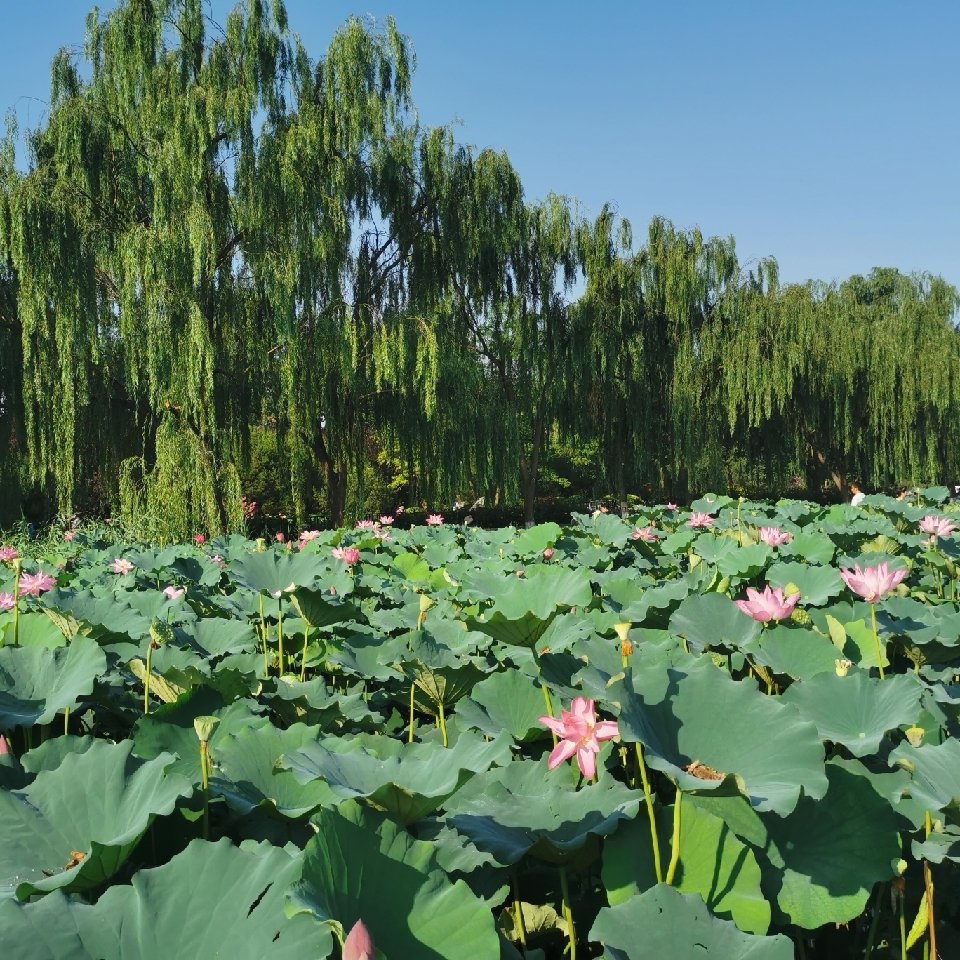 一花一世界：跟季羡林品味生活禅