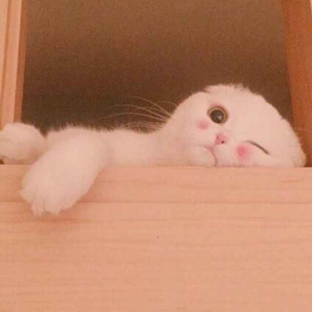 用戶頭像