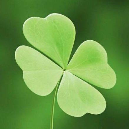 🍀shy🍀