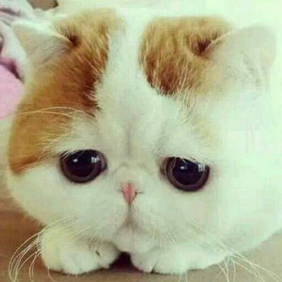 จุ๊บ1723จุ๊บ