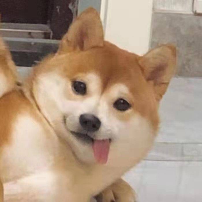 王涛🐶