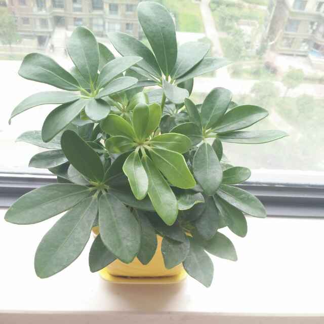 用戶頭像