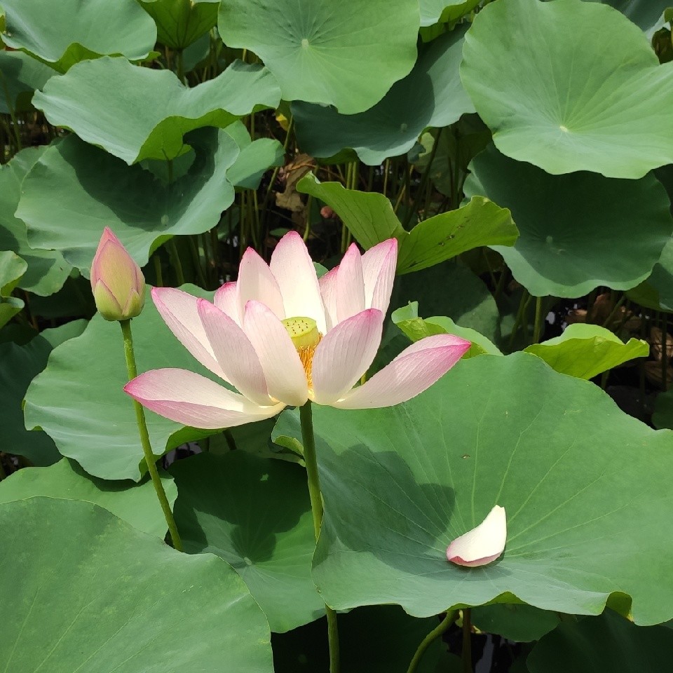 用戶(hù)頭像