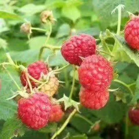 用戶頭像
