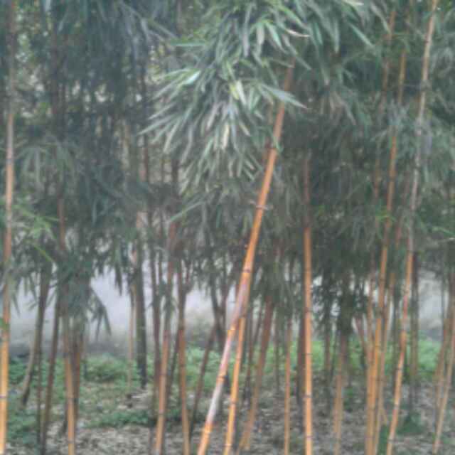 用戶(hù)頭像