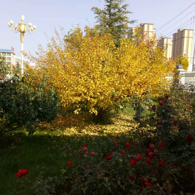 路承丽