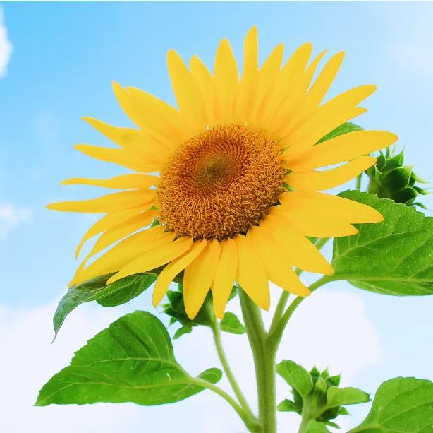 向日葵🌻