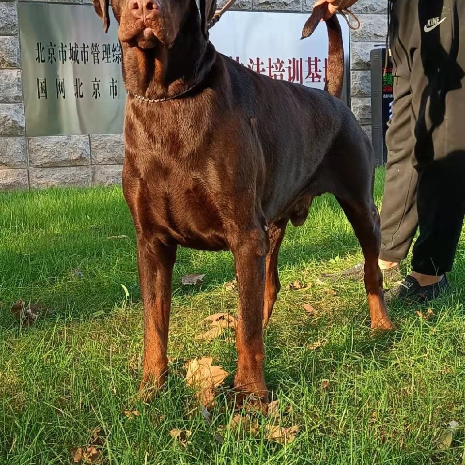 腾师犬业杜宾13269991439