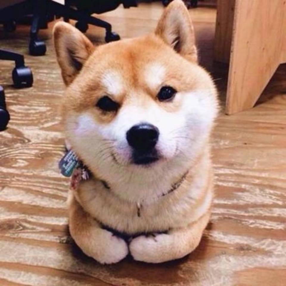 小熊(lookdiv.com)