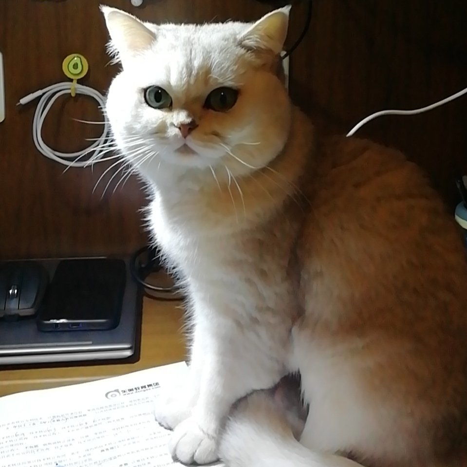 用戶頭像