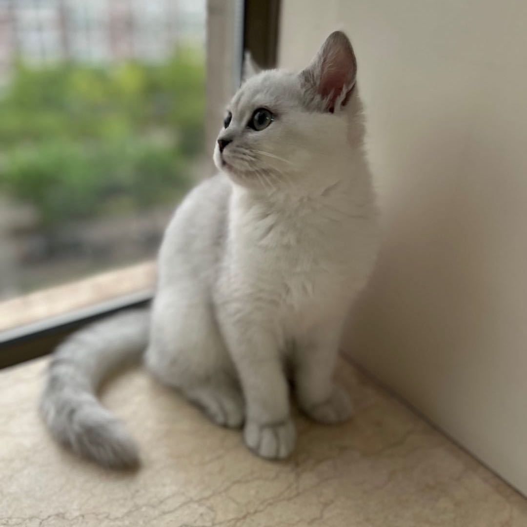 秋