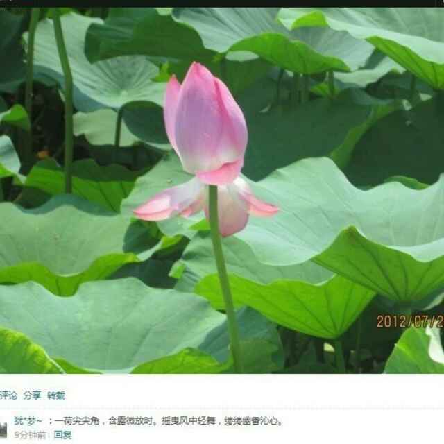 萍安（东北木耳）
