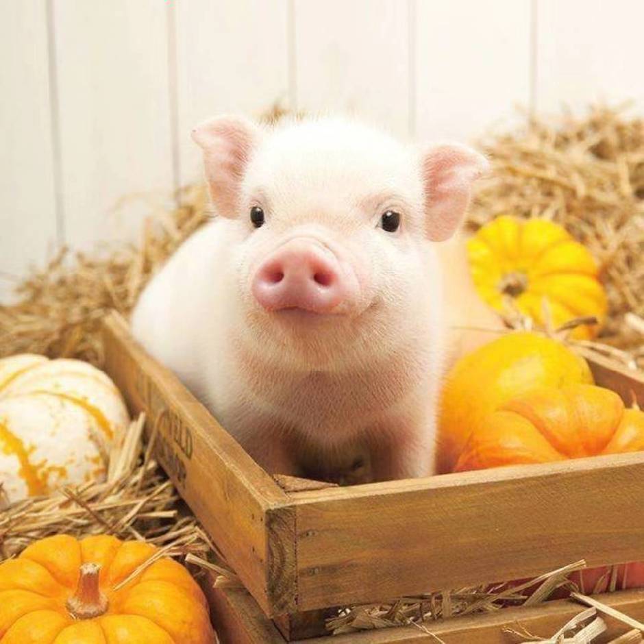 OAOA🥕