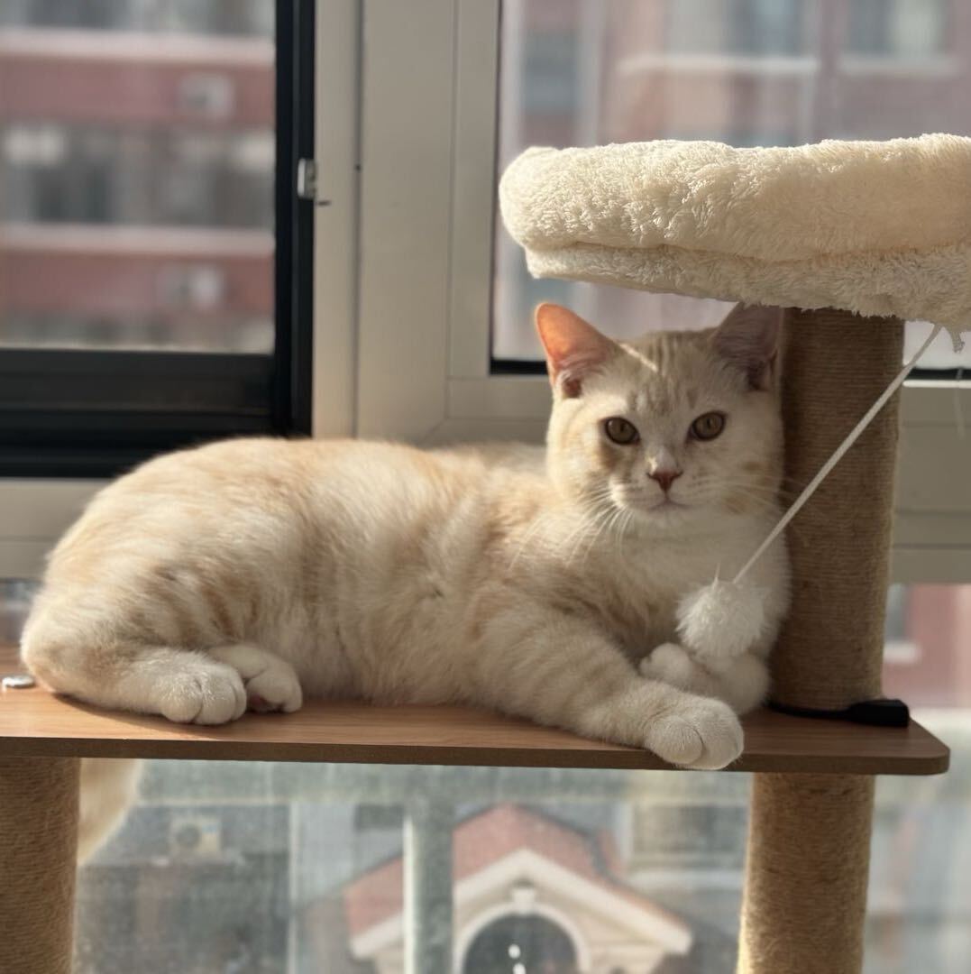 小老虎不想来世外桃源煲汤