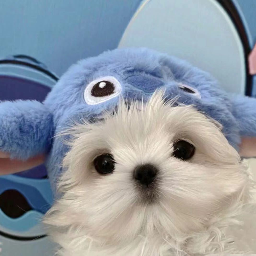 Gatito