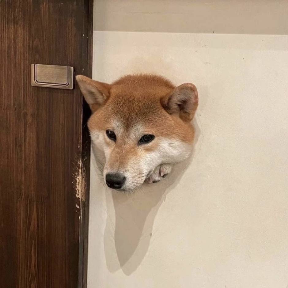 山呱呱