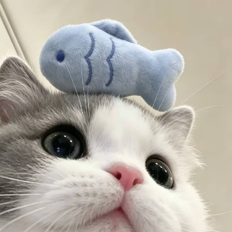 (¬_¬)ﾉ