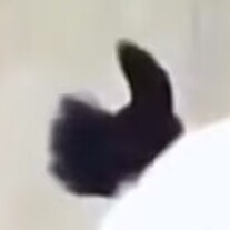 要振作猪肝菌ᕕ( ᐛ )ᕗ