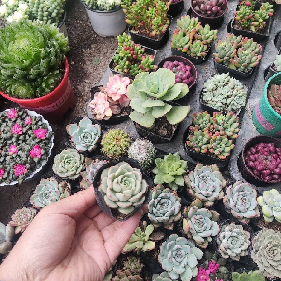 今晚打老虎
