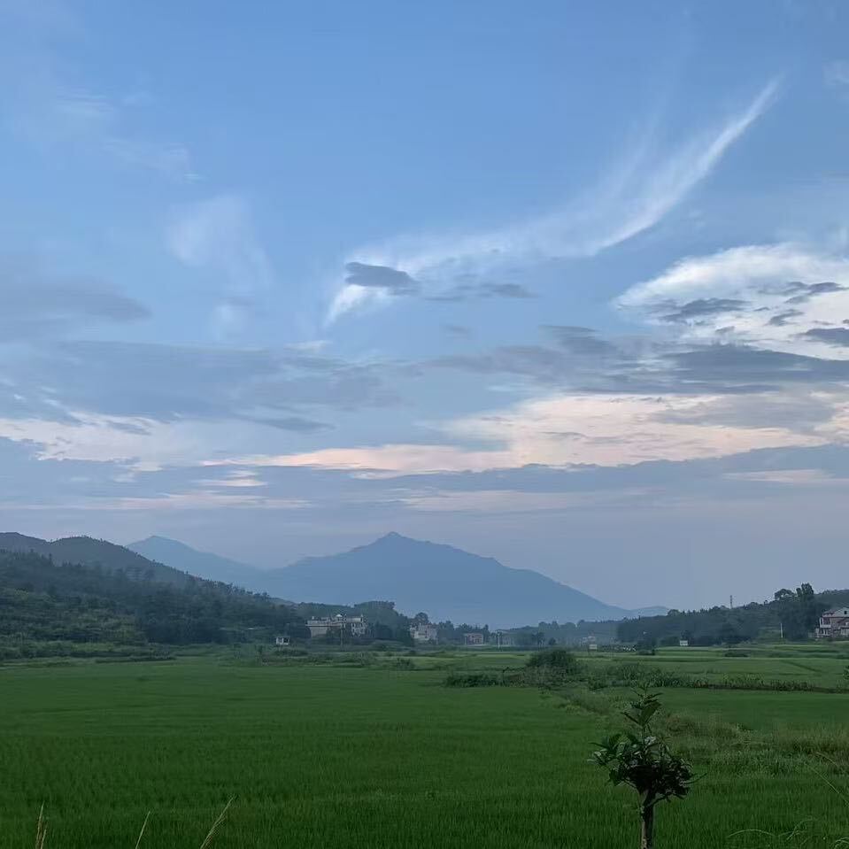 暗香浮动夜黄昏i