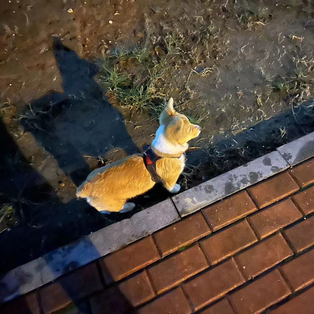 栋哥
