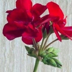 宜佳恒梁平平