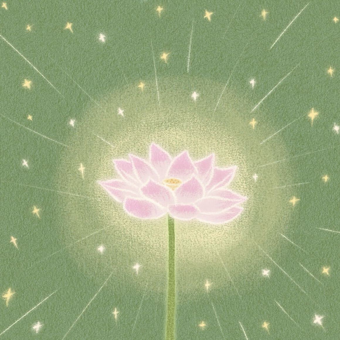 莲子