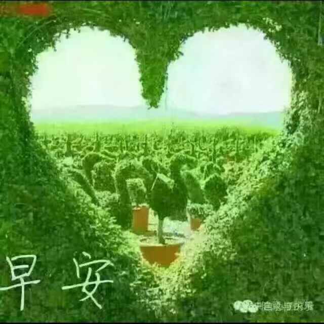 我心飞翔