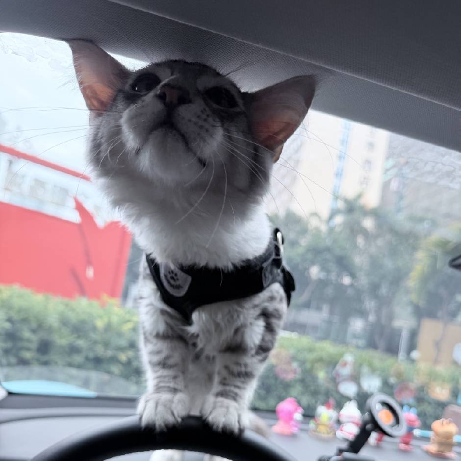 绑架招财猫