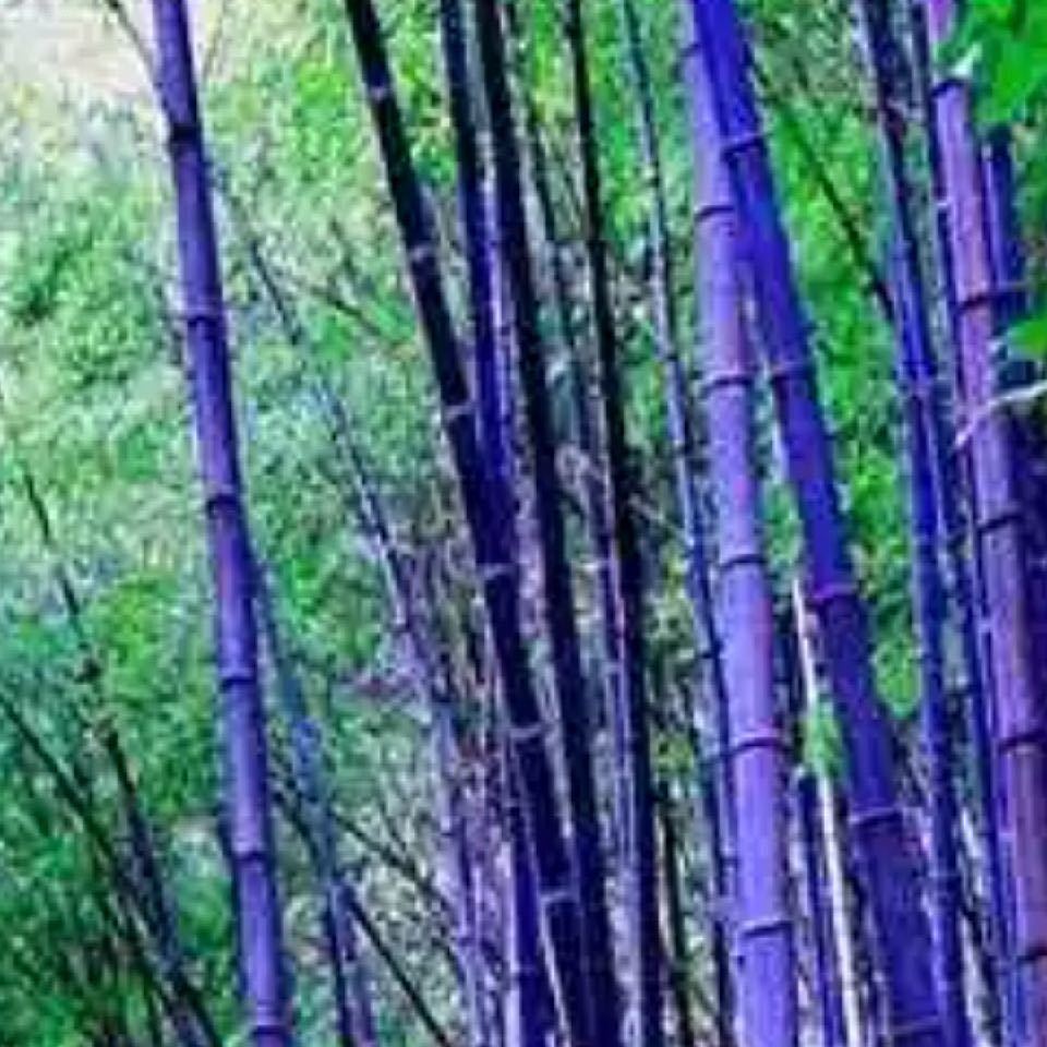 紫竹林