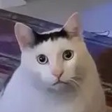 码怪