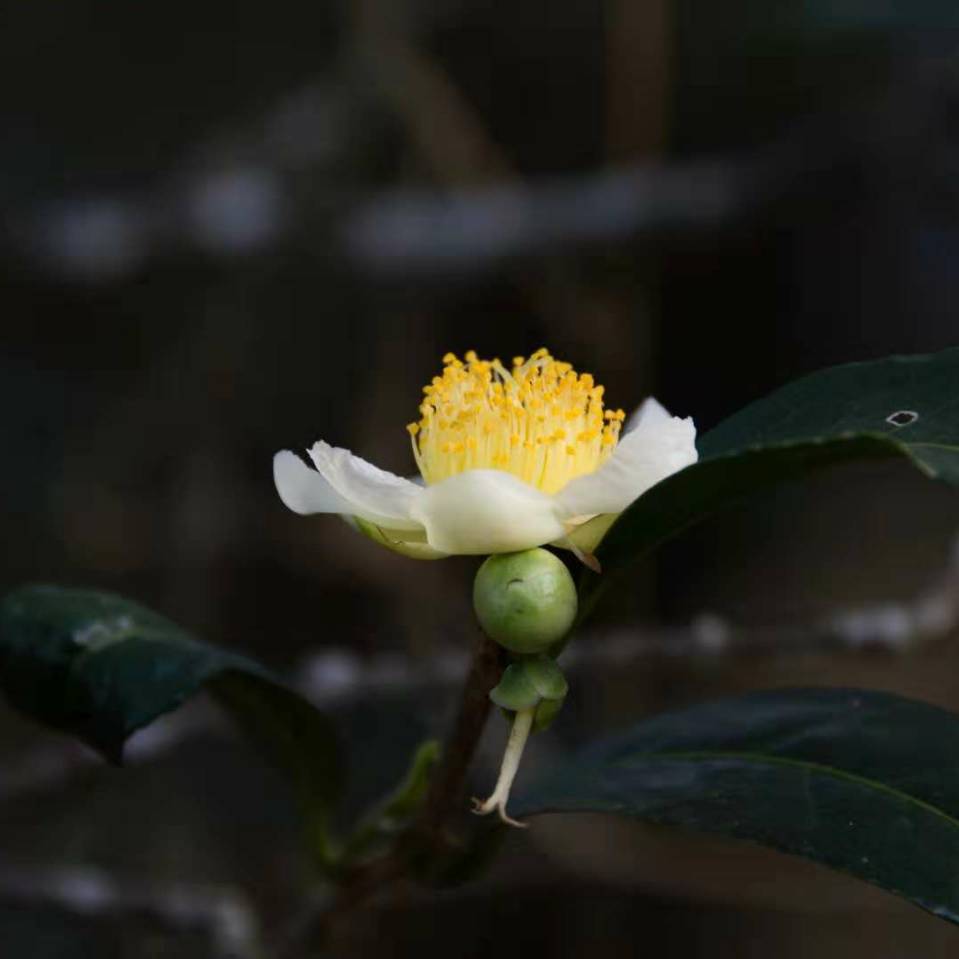 【爱茶人】阿杰