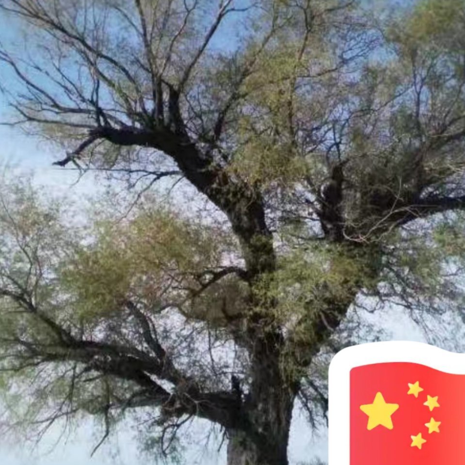 未元