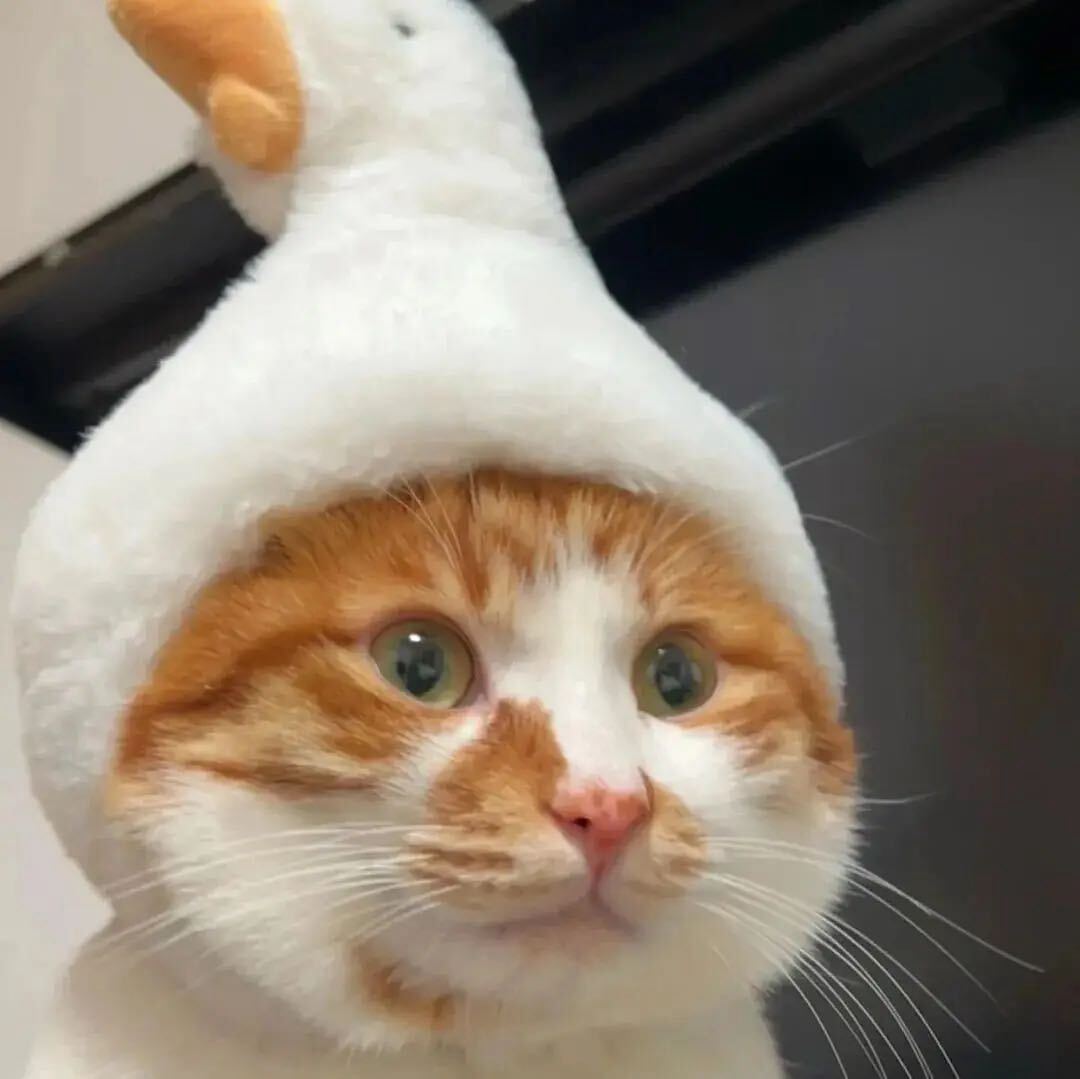 ㅤㅤㅤㅤㅤㅤ