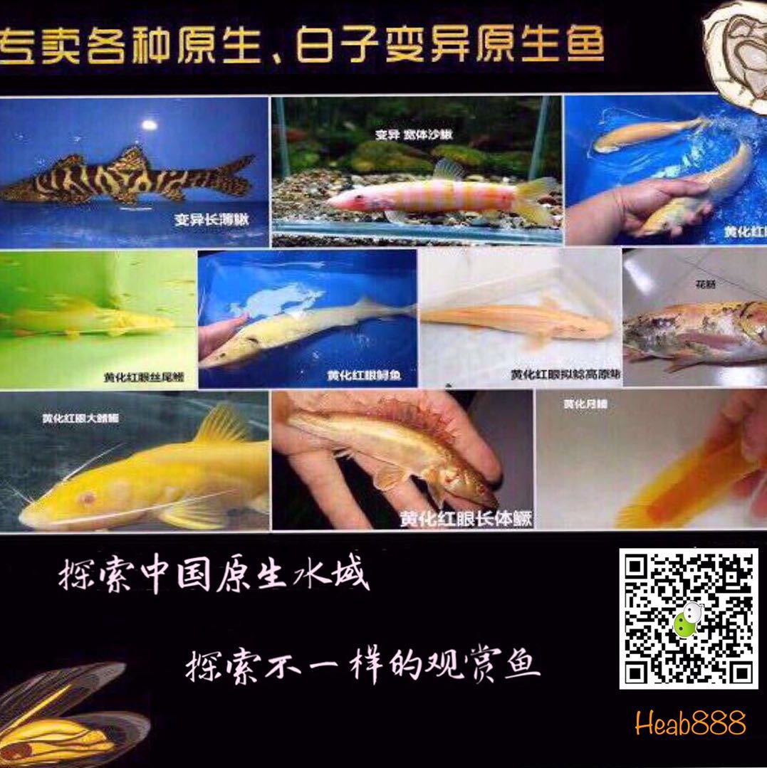 Ａོ醉美原生鱼.@🐠拒绝闲聊