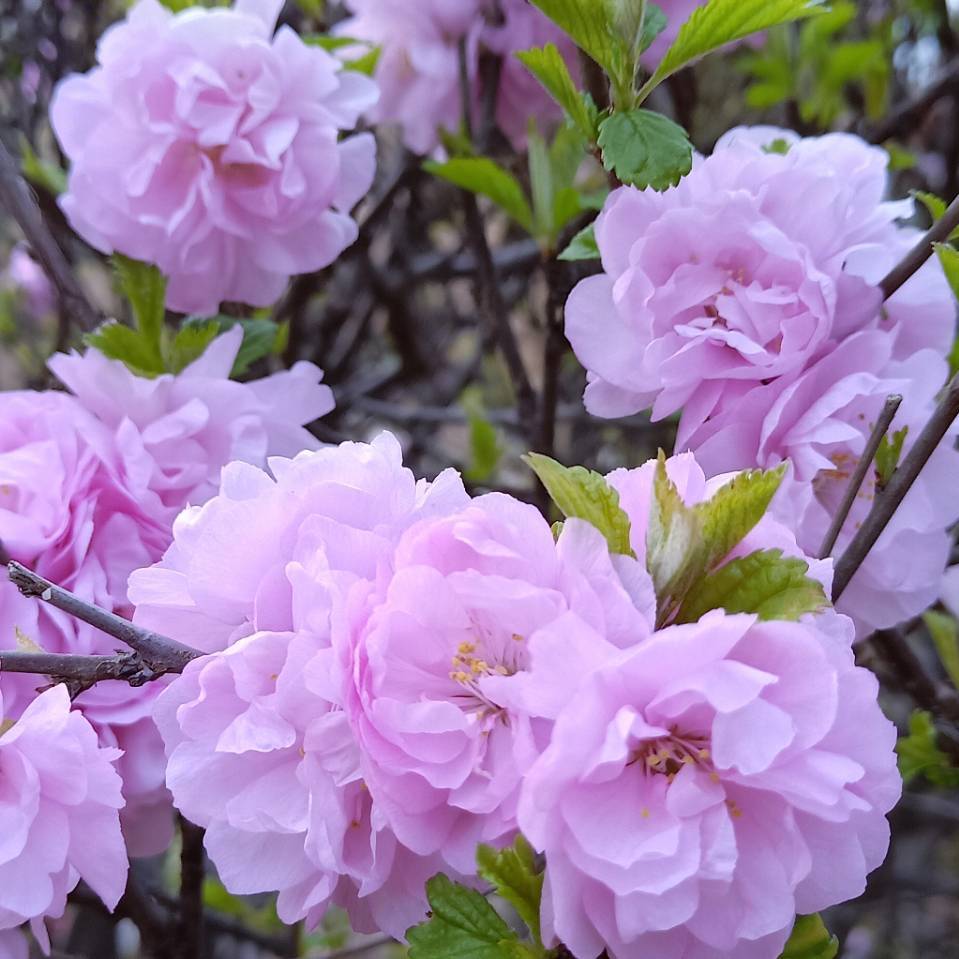 春暖花开