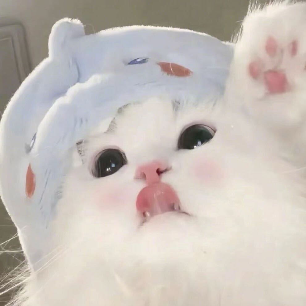 阿初🍁的小荀猫