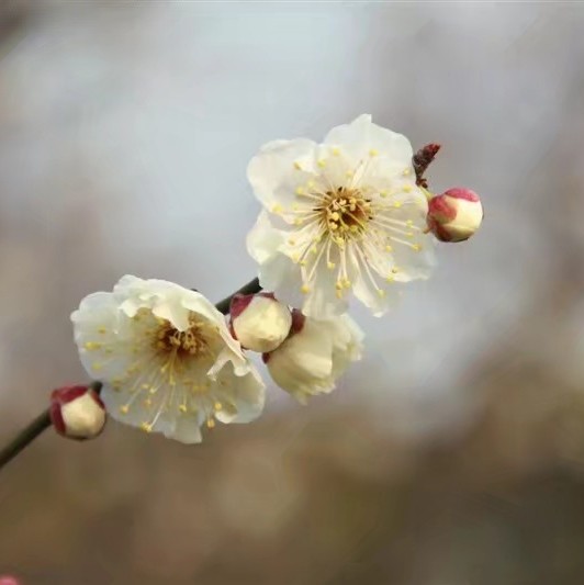 欧阳芬