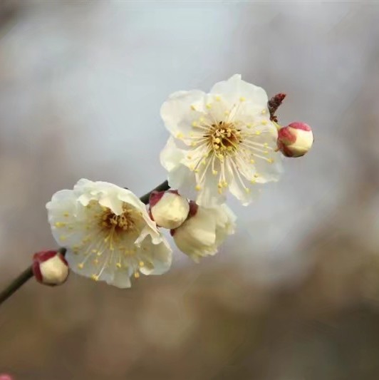 欧阳芬