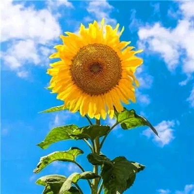 🇦 🇦 加伦 🇦 🇦