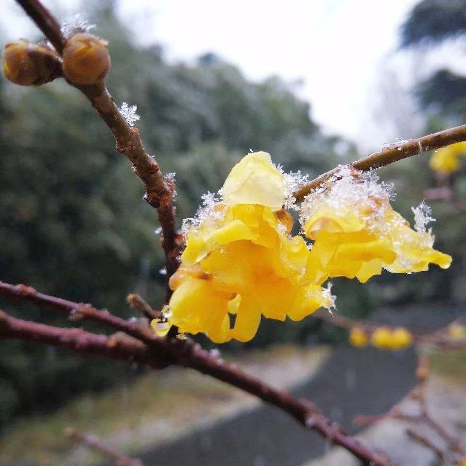 鬼谷子（大全集）