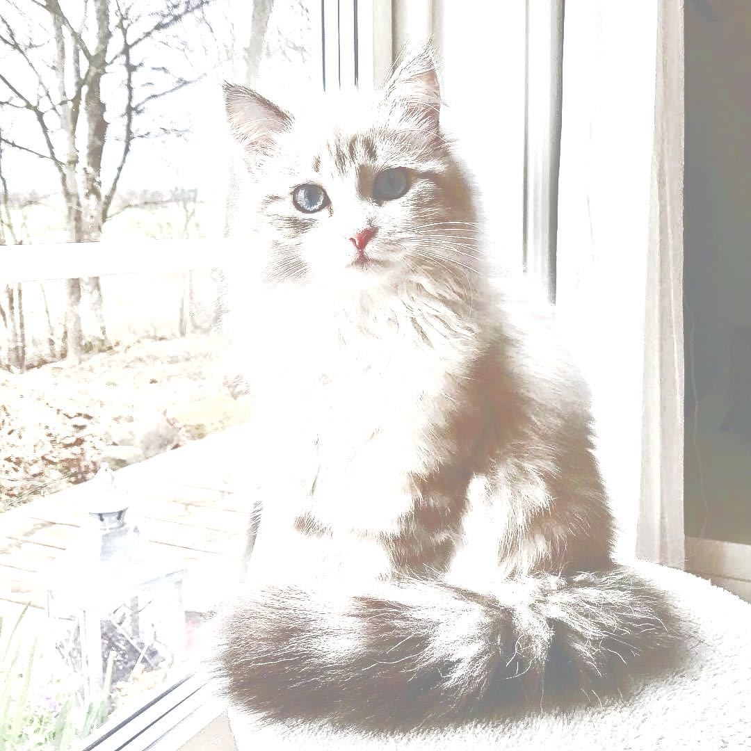 向日葵旁边的仙人掌