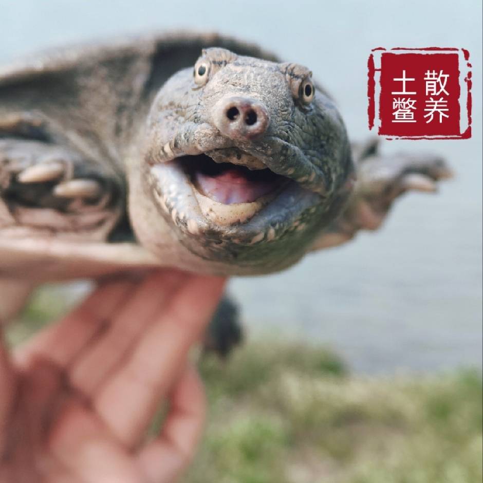 优鲜甲鱼雪姐