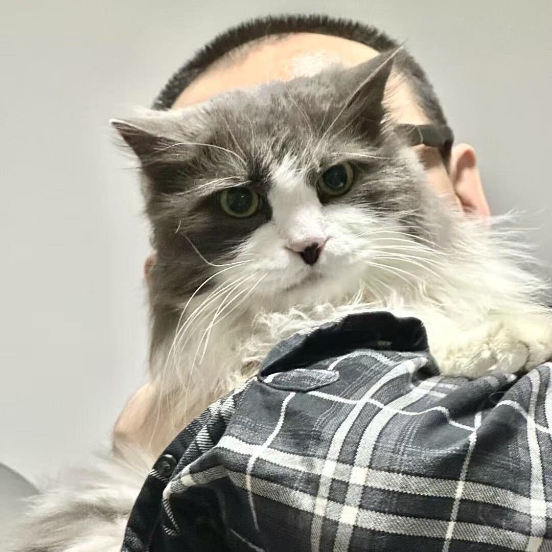 一只黑白花的猫